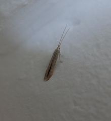 Coleophora serpylletorum