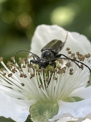 Rhagiini