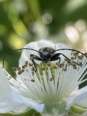 Rhagiini