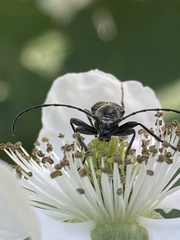 Rhagiini