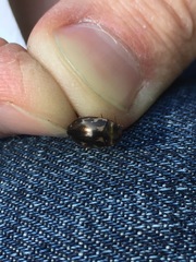 Platambus maculatus