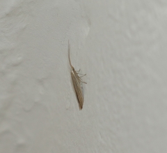 Coleophora serpylletorum