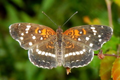 Anthanassa texana seminole