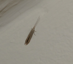 Coleophora serpylletorum