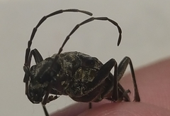 Oxymirus cursor