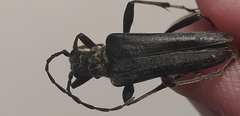 Oxymirus cursor