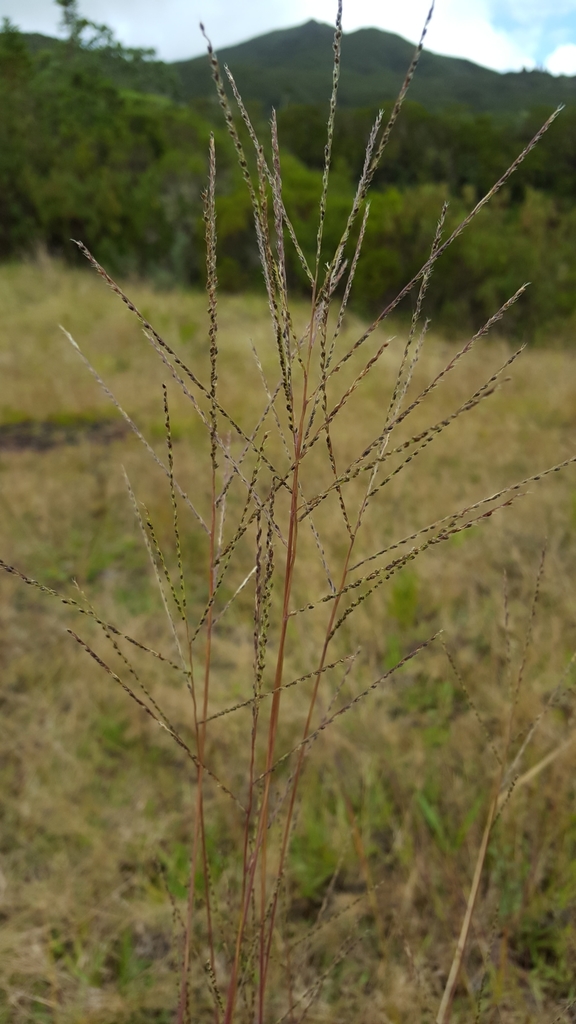 Digitaria pseudodiagonalis