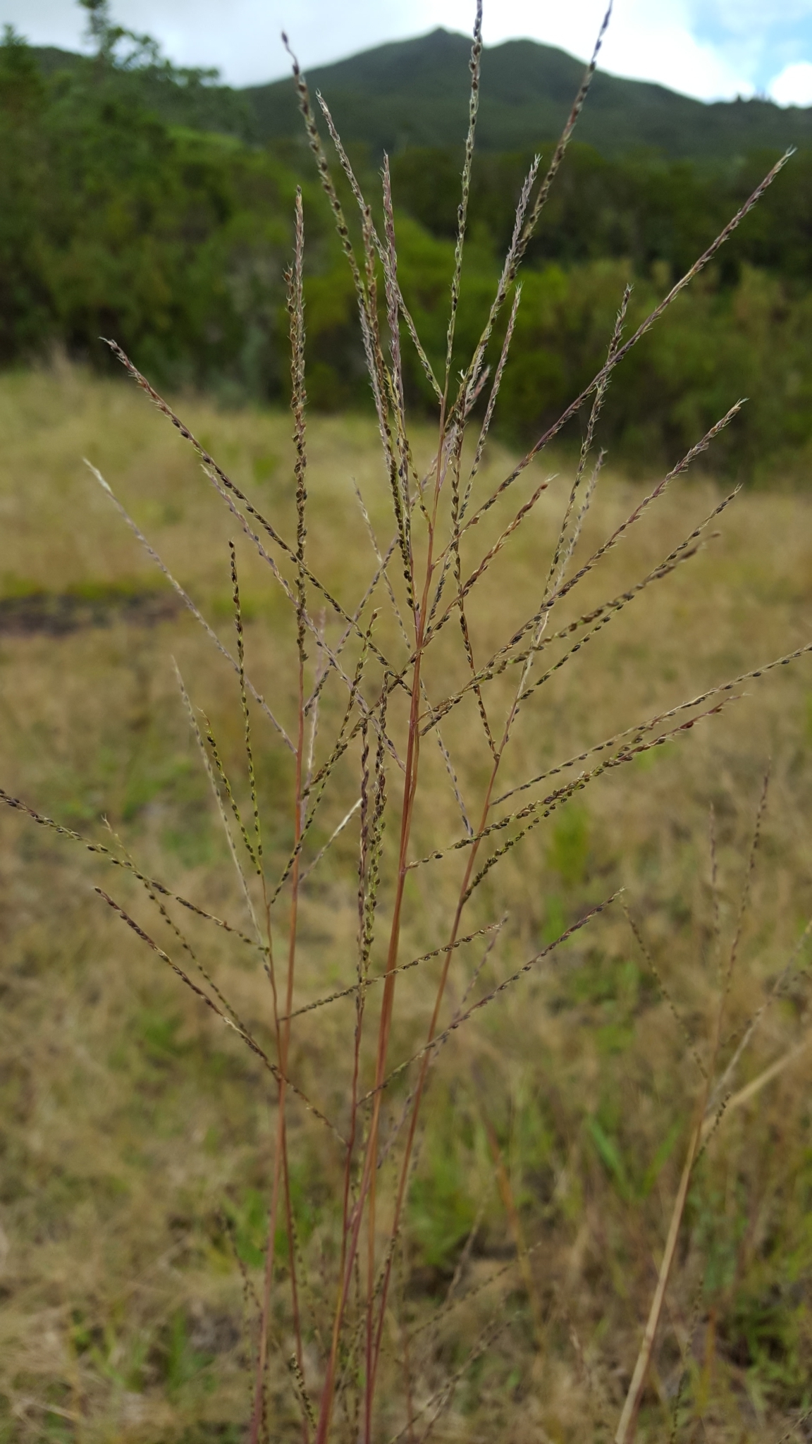 (c) François Rousseu, certains droits réservés (CC BY-NC) https://www.inaturalist.org/observations/120342644