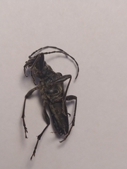 Oxymirus cursor
