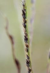 Digitaria pseudodiagonalis