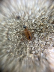 Demetrias monostigma