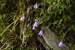 Adenophora morrisonensis