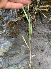 Bromus commutatus
