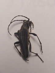 Oxymirus cursor
