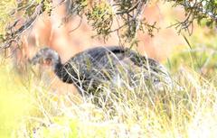 Meleagris gallopavo merriami