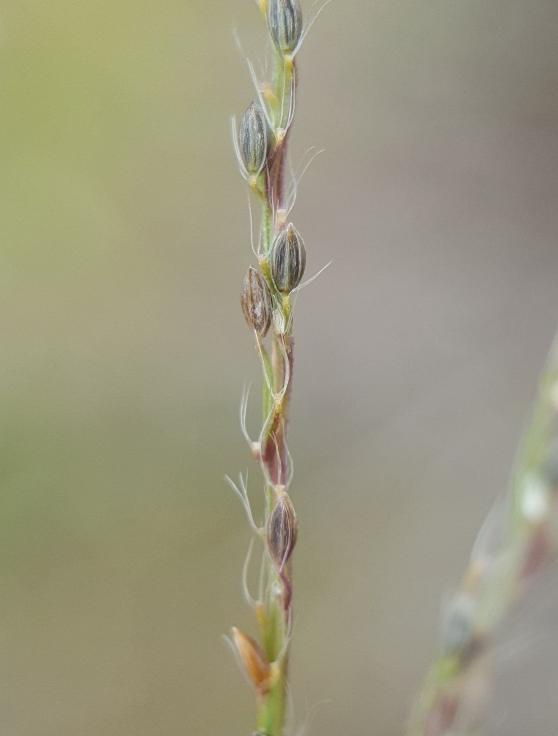 (c) François Rousseu, certains droits réservés (CC BY-NC) https://www.inaturalist.org/observations/120342644