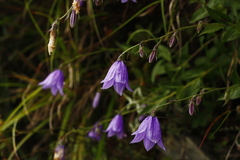 Adenophora morrisonensis