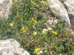 Medicago prostrata
