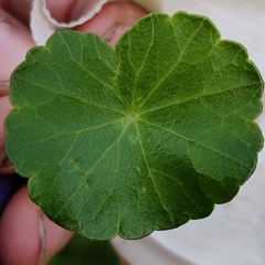 Hydrocotyle vulgaris
