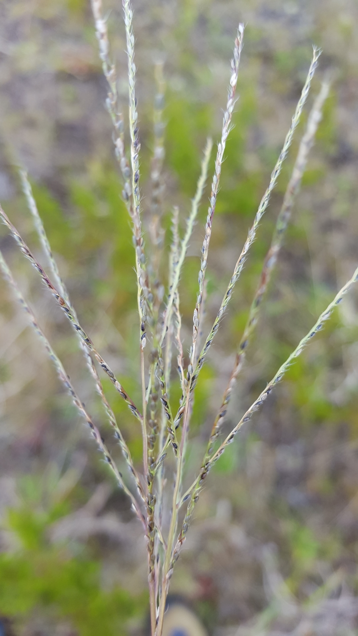 (c) François Rousseu, certains droits réservés (CC BY-NC) https://www.inaturalist.org/observations/120342644