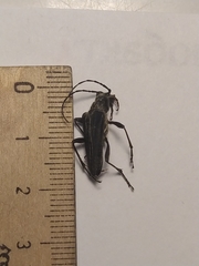 Oxymirus cursor