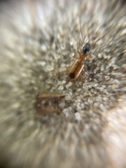 Demetrias monostigma