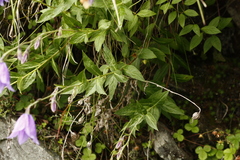 Adenophora morrisonensis