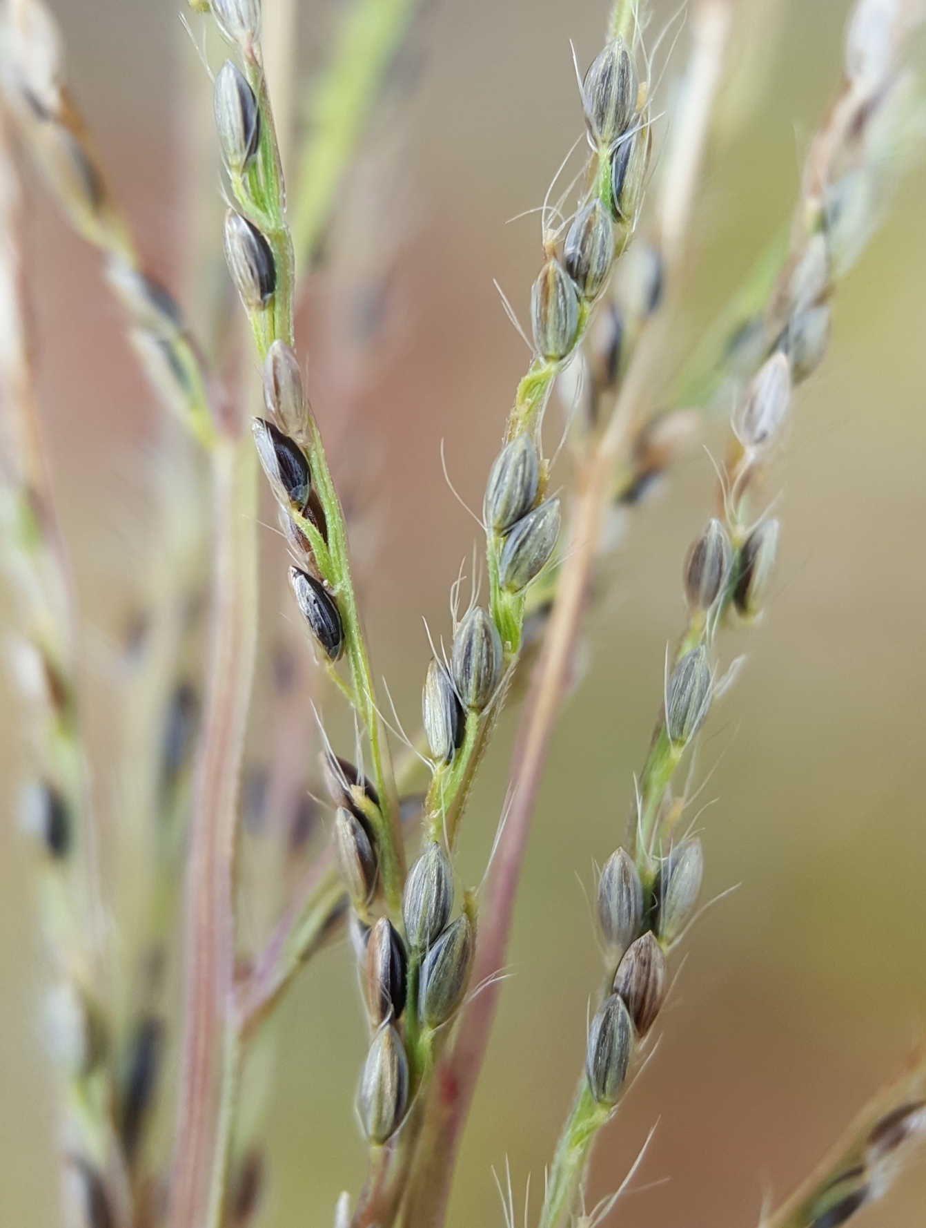 (c) François Rousseu, certains droits réservés (CC BY-NC) https://www.inaturalist.org/observations/120342644