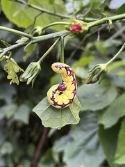 Chadisra bipars