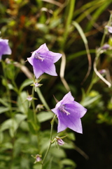 Adenophora morrisonensis