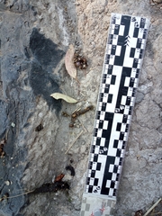 Bassariscus astutus