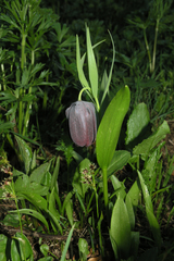 Fritillaria latifolia
