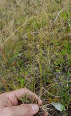 Eragrostis lateritica