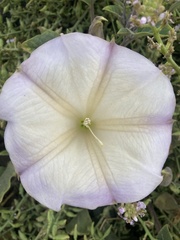 Datura wrightii