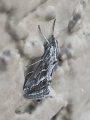 Evergestis vinctalis