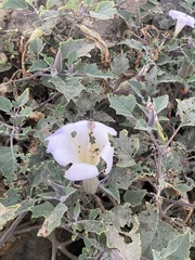 Datura wrightii