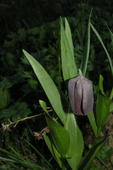 Fritillaria latifolia