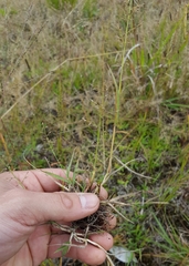 Eragrostis lateritica