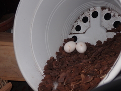 Columba livia domestica