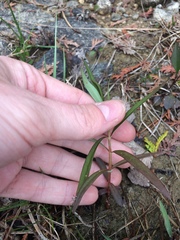 Lysimachia terrestris