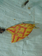 Hypercallia citrinalis