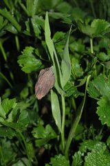Fritillaria latifolia