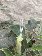Datura wrightii
