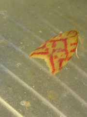 Hypercallia citrinalis