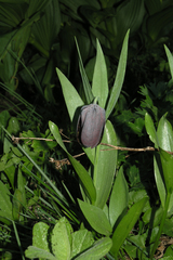 Fritillaria latifolia