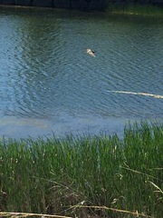 Botaurus lentiginosus