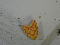 Hypercallia citrinalis