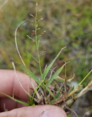 Eragrostis lateritica