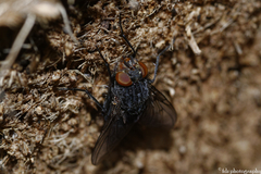 Calliphora