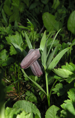 Fritillaria latifolia